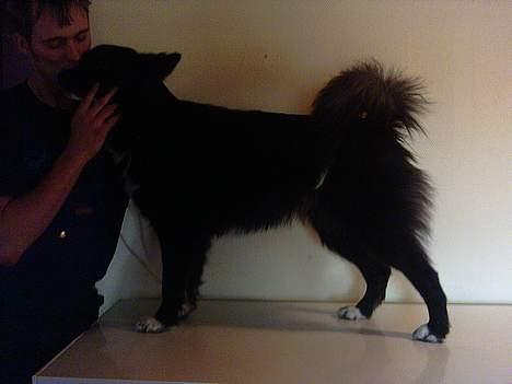 Blanding af racer Tikki billede 9