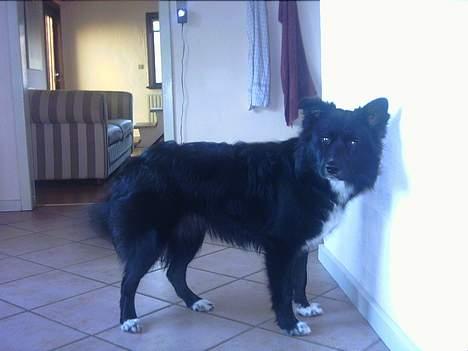 Blanding af racer Tikki billede 10