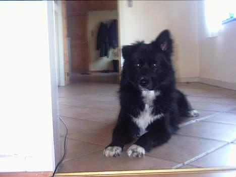 Blanding af racer Tikki billede 11