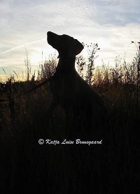 Weimaraner Natacha - 2005 billede 11