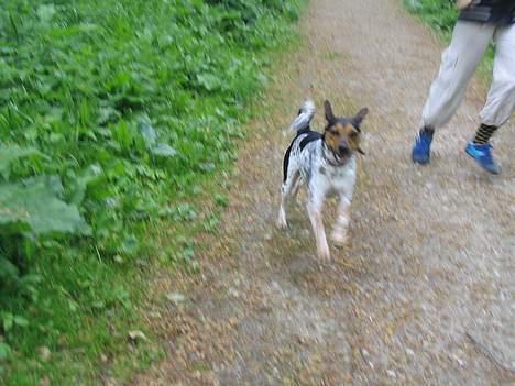 Dansk svensk gaardhund Laika <3 billede 19