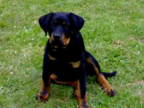 Rottweiler Samson billede 6