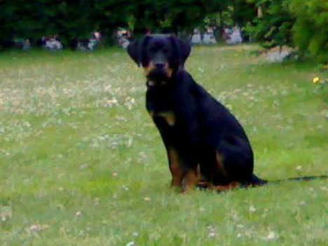 Rottweiler Samson - Se hvor pænt jeg kan sidde :-) billede 7