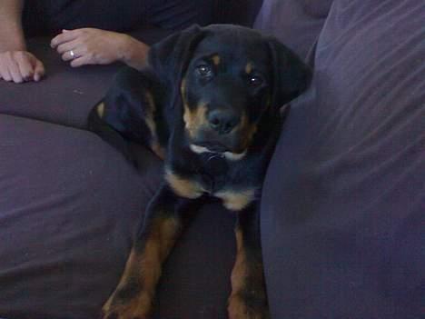 Rottweiler Samson - Jeg har set den godbid du har i hånden..  billede 8