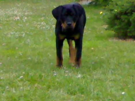 Rottweiler Samson - Ja  ja, kommer nu.. Skynder mig alt det jeg kan.. Gab.. billede 9