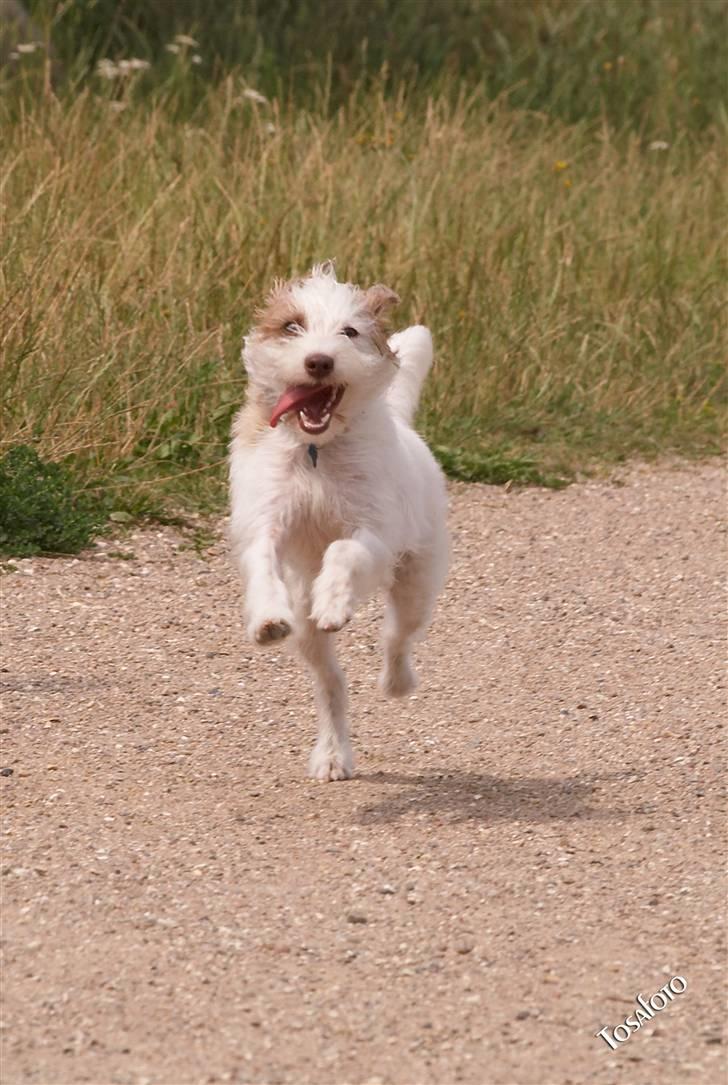 Blanding af racer Bella - Yiihaaa... billede 17