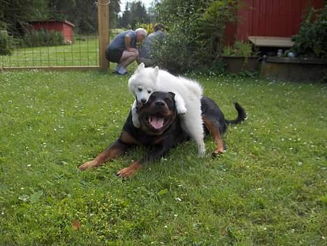 Dansk Spids Fie ( død 10 April 2020) - Jeg har overgivet mig... billede 5