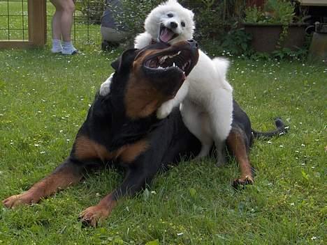 Dansk Spids Fie ( død 10 April 2020) - YAY!!! Jeg vandt billede 6