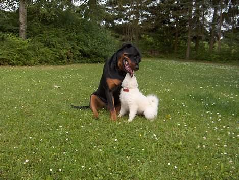 Dansk Spids Fie ( død 10 April 2020) - Du er sød, ved du godt det? billede 7