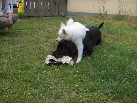Dansk Spids Fie ( død 10 April 2020) - Vi er de bedste venner, ikke? billede 8