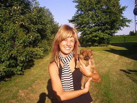 Pomeranian Chicco - Se han er ikke stor den lille laban.. billede 3