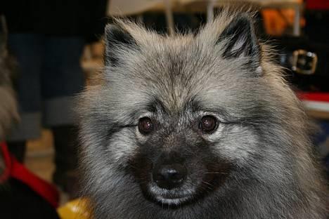Keeshond Keeshos Buska - Skal vi ikke snart hjem?? billede 15