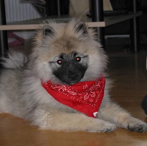 Keeshond Keeshos Buska - Faster Malene har taget et tørklæde på mig, ved ikke om jeg kan lide det billede 16