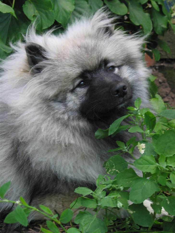 Keeshond Keeshos Buska - Der findes ikke noget bedre end at ligge på mors mave, når der er vinter billede 17