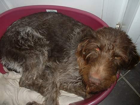 Ruhåret hønsehund Bella - HeeJ det her er min kasse :) billede 4