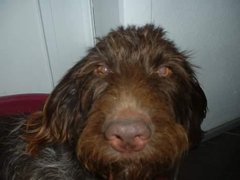 Ruhåret hønsehund Bella - Hey var ikke klar! billede 5