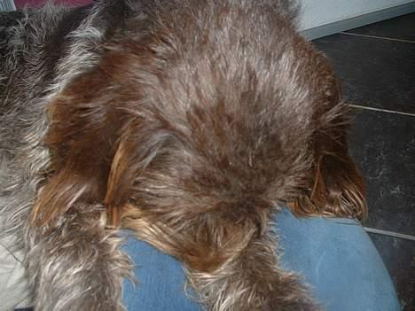 Ruhåret hønsehund Bella - Hvad var det? billede 6