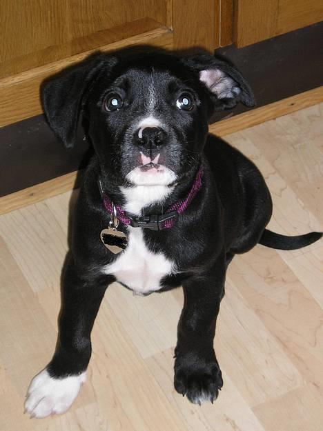 Blanding af racer amk.bull/labrador Kenzo - kenzo 8 uger gammel billede 1