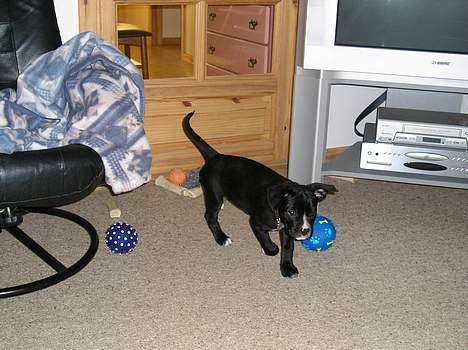 Blanding af racer amk.bull/labrador Kenzo - kenzo løber og leger i stuen billede 2