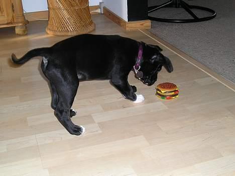 Blanding af racer amk.bull/labrador Kenzo billede 3