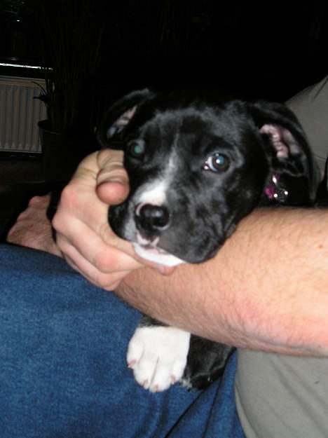 Blanding af racer amk.bull/labrador Kenzo - dejligt at putte i fars arme billede 4
