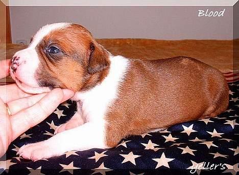 Amerikansk staffordshire terrier Yeller GreatVikings Blood - Blood billede 2