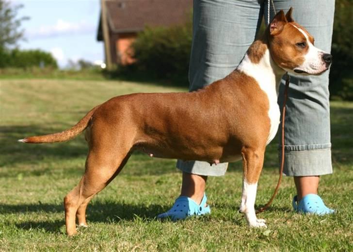 Amerikansk staffordshire terrier Yeller GreatVikings Blood - Nonchi billede 3