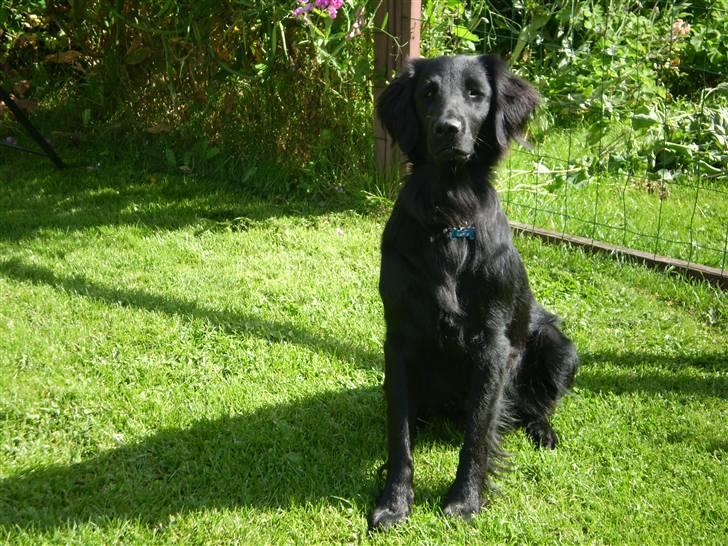 Flat coated retriever Kaya billede 1