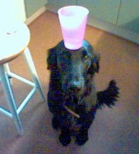 Flat coated retriever Kaya billede 2