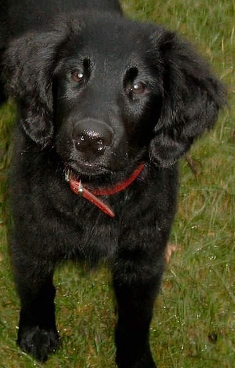 Flat coated retriever Kaya billede 3