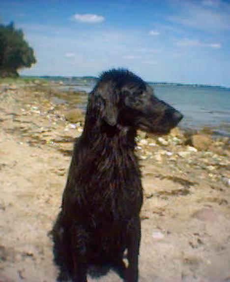 Flat coated retriever Kaya billede 4