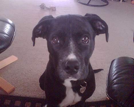 Blanding af racer amk.bull/labrador Kenzo billede 5