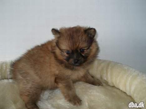 Pomeranian Chicco - Ser han ikke bare dejlig ud billede 4