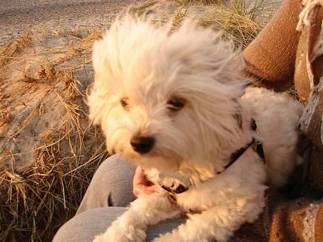 Løwchen Freja - Uhh... Sikke det blæser her ved vandet. billede 19