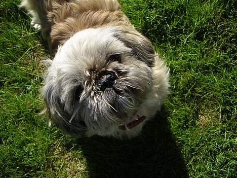 Blanding af racer Tiki *Død d.14-09-06* - Kikker efter godt vejr. billede 1