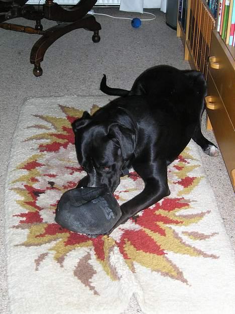 Blanding af racer amk.bull/labrador Kenzo billede 6