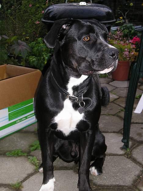 Blanding af racer amk.bull/labrador Kenzo billede 7