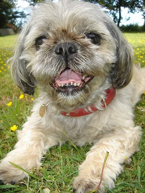 Blanding af racer Tiki *Død d.14-09-06* - Smile. billede 3