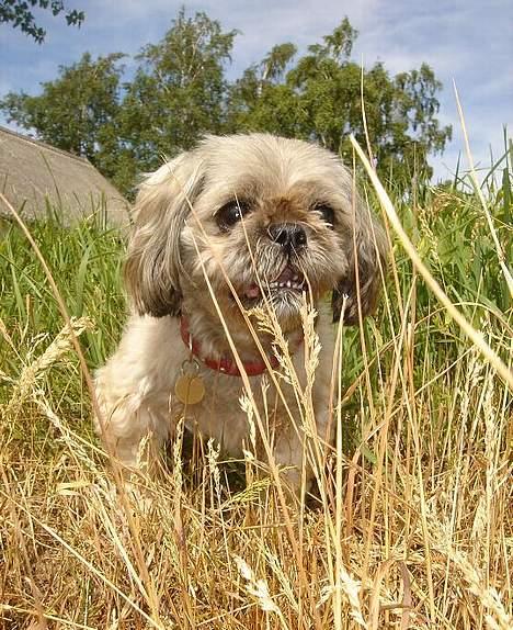 Blanding af racer Tiki *Død d.14-09-06* - Deeet er sommer ..deeet er sol ...og det er søndag. billede 4