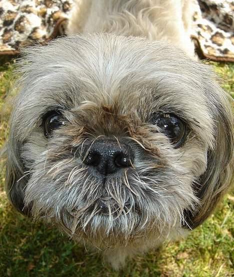 Blanding af racer Tiki *Død d.14-09-06* billede 5