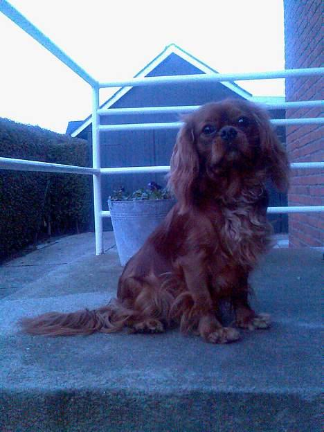 Cavalier king charles spaniel Nemo (død, 2011) billede 10