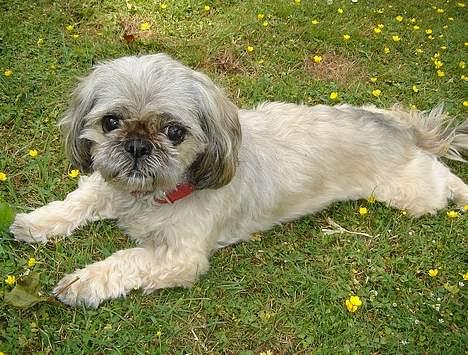 Blanding af racer Tiki *Død d.14-09-06* - "Leger pejseforligger...isbjørne model" billede 6