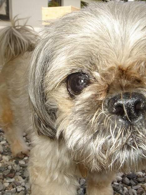 Blanding af racer Tiki *Død d.14-09-06* - " Jeg ved godt det er dig Tina" billede 7