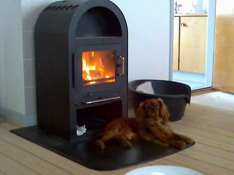 Cavalier king charles spaniel Nemo (død, 2011) billede 11