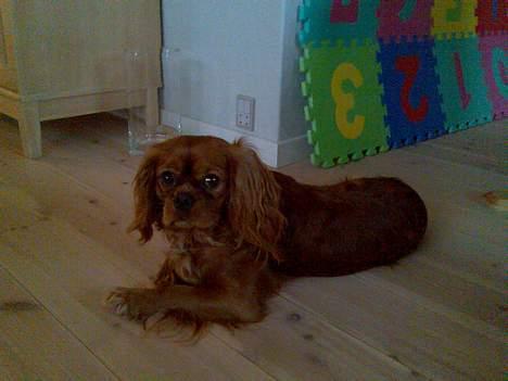 Cavalier king charles spaniel Nemo (død, 2011) billede 12