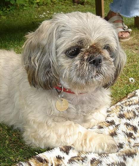 Blanding af racer Tiki *Død d.14-09-06* billede 8