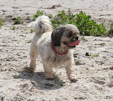 Blanding af racer Tiki *Død d.14-09-06* - Ja...her lugter nu meget pænt. billede 9