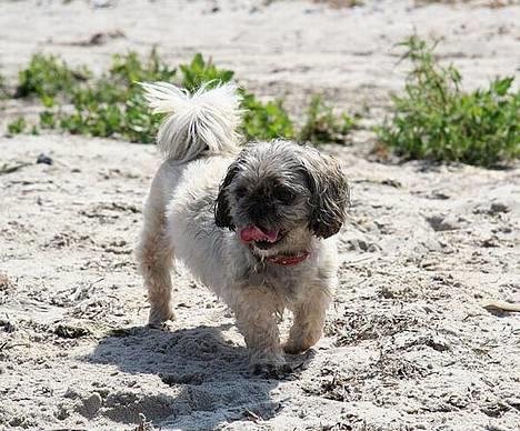 Blanding af racer Tiki *Død d.14-09-06* - Tralllllllll-lalalalala billede 10