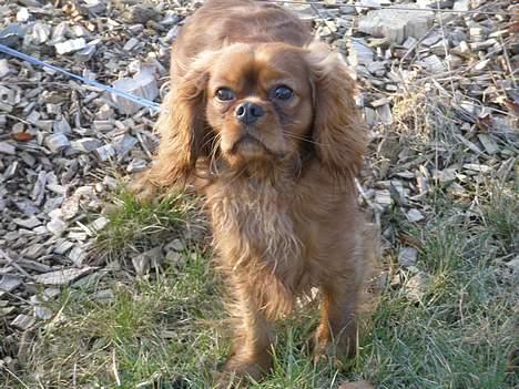 Cavalier king charles spaniel Nemo (død, 2011) billede 13