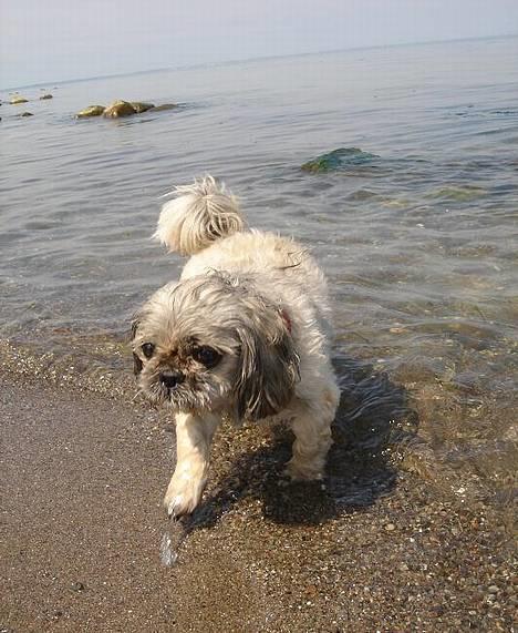 Blanding af racer Tiki *Død d.14-09-06* - lad mig komme op.....det er vådt, mand. billede 11